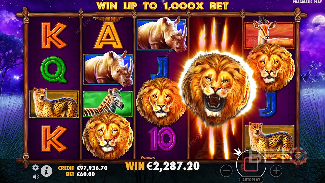 Safari Kongen: Anmeldelse fra BETO Slots