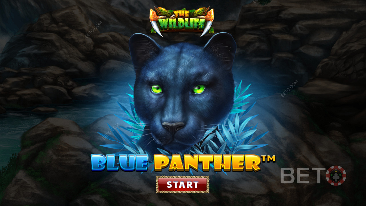 Oplev junglen midt om natten på Blue Panther spilleautomaten